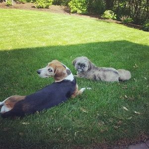 Meet your Posher, Rox